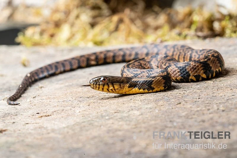 Diamant-Schwimmnatter, Nerodia rhombifer Diamant-Schwimmnatter, Nerodia Rhombifer -Zoofachgeschäft Diamant Schwimmnatter Nerodia rhombifer 2