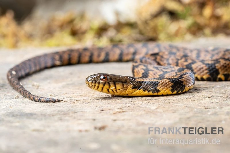 Diamant-Schwimmnatter, Nerodia rhombifer Diamant-Schwimmnatter, Nerodia Rhombifer -Zoofachgeschäft Diamant Schwimmnatter Nerodia rhombifer 3