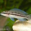 Dickfelds Schlankcichlide, Julidochromis Dickfeldi -Zoofachgeschäft Dickfelds schlankcichlide Julidochromis dickfeldi