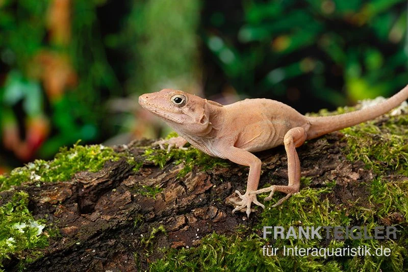 Dickkopfanolis, Anolis cybotes Dickkopfanolis, Anolis Cybotes -Zoofachgeschäft Dickkopfanolis Anolis cybotes 1