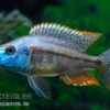Rotbrust-Messerbuntbarsch, Dimidiochromis Strigatus, DNZ -Zoofachgeschäft Dimidiochromis strigatus 1 6