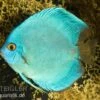 Diskusfisch ASIA-NZ, Symphysodon Discus Cobalt Blue -Zoofachgeschäft Discus Cobalt blue 2