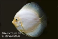 Diskusfisch ASIA-NZ, Symphysodon Discus White Diamond -Zoofachgeschäft Diskus weiss