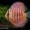 Diskusfisch ASIA-NZ, Symphysodon Discus Leopard -Zoofachgeschäft Diskusfisch ASIA NZ Symphysodon discus Leopard 1