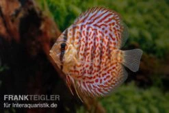 Diskusfisch ASIA-NZ, Symphysodon Discus Leopard -Zoofachgeschäft Diskusfisch ASIA NZ Symphysodon discus Leopard 2