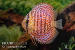 Diskusfisch ASIA-NZ, Symphysodon Discus Leopard -Zoofachgeschäft Diskusfisch ASIA NZ Symphysodon discus Leopard 3