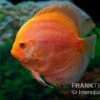 Diskusfisch ASIA-NZ, Symphysodon Discus Red Panda 2 Diskusfisch ASIA-NZ, Symphysodon Discus Red Panda -Zoofachgeschäft Diskusfisch ASIA NZ Symphysodon discus Red Panda 1