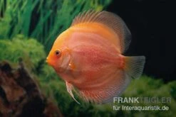 Diskusfisch ASIA-NZ, Symphysodon Discus Red Panda -Zoofachgeschäft Diskusfisch ASIA NZ Symphysodon discus Red Panda 2