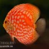 Diskusfisch ASIA-NZ, Symphysodon Discus Star Trek 2 Diskusfisch ASIA-NZ, Symphysodon Discus Star Trek -Zoofachgeschäft Diskusfisch Star Trek
