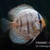 Diskusfisch ASIA-NZ, Symphysodon Discus Blue Turquoise (Blue German) -Zoofachgeschäft Diskusfisch Symphysodon aequifasciatus 02 Blue turquoise
