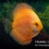 Diskusfisch ASIA-NZ, Symphysodon Discus Gold Master (Siam Gold) 2 Diskusfisch ASIA-NZ, Symphysodon Discus Gold Master (Siam Gold) -Zoofachgeschäft Diskusfisch Symphysodon aequifasciatus 04a Gold Master 1