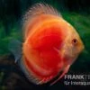 Diskusfisch ASIA-NZ, Symphysodon Discus Marlboro Red -Zoofachgeschäft Diskusfisch Symphysodon aequifasciatus 07 Marlboro red 7