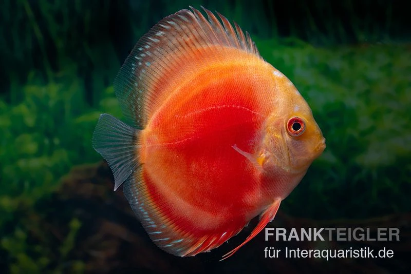 Diskusfisch ASIA-NZ, Symphysodon discus Marlboro Red Diskusfisch ASIA-NZ, Symphysodon Discus Marlboro Red -Zoofachgeschäft Diskusfisch Symphysodon aequifasciatus 07 Marlboro red 7