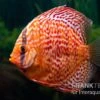 Diskusfisch ASIA-NZ, Symphysodon Discus Red Dragon 2 Diskusfisch ASIA-NZ, Symphysodon Discus Red Dragon -Zoofachgeschäft Diskusfisch Symphysodon aequifasciatus 08 Red dragon 7