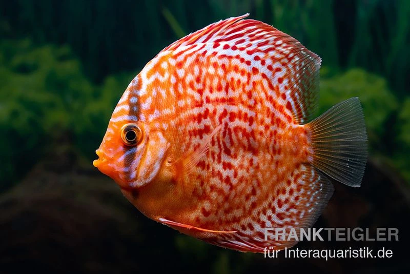 Diskusfisch ASIA-NZ, Symphysodon discus Red dragon Diskusfisch ASIA-NZ, Symphysodon Discus Red Dragon -Zoofachgeschäft Diskusfisch Symphysodon aequifasciatus 08 Red dragon 7