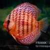 Diskusfisch ASIA-NZ, Symphysodon Discus Red Turquoise (Red Royal) -Zoofachgeschäft Diskusfisch Symphysodon aequifasciatus 10 Red turquoise 16