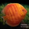 Diskusfisch ASIA-NZ, Symphysodon Discus Solid Red (San Merah) -Zoofachgeschäft Diskusfisch Symphysodon aequifasciatus 13 San Merah 2