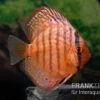 Diskusfisch ASIA-NZ, Symphysodon Discus Super Turquoise (Purple Turquoise) -Zoofachgeschäft Diskusfisch Symphysodon aequifasciatus 14 Purple Turquoise 7