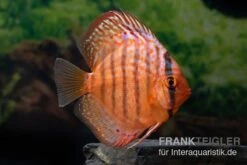 Diskusfisch ASIA-NZ, Symphysodon Discus Super Turquoise (Purple Turquoise)