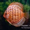 Diskusfisch ASIA-NZ, Symphysodon Discus Red Eagle Turquoise -Zoofachgeschäft Diskusfisch Symphysodon aequifasciatus 15 Red Eagle 2