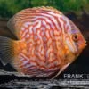 Diskusfisch ASIA-NZ, Symphysodon Discus Red Diamond 2 Diskusfisch ASIA-NZ, Symphysodon Discus Red Diamond -Zoofachgeschäft Diskusfisch Symphysodon aequifasciatus 16 Red diamond 2