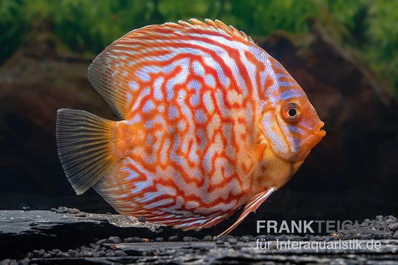Diskusfisch ASIA-NZ, Symphysodon discus Red Diamond Diskusfisch ASIA-NZ, Symphysodon Discus Red Diamond -Zoofachgeschäft Diskusfisch Symphysodon aequifasciatus 16 Red diamond 2