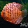 Diskusfisch ASIA-NZ, Symphysodon Discus Red Tiger -Zoofachgeschäft Diskusfisch Symphysodon aequifasciatus 17 Red Tiger 5