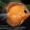 Diskusfisch ASIA-NZ, Symphysodon Discus Rose Red 2 Diskusfisch ASIA-NZ, Symphysodon Discus Rose Red -Zoofachgeschäft Diskusfisch Symphysodon aequifasciatus 18 Rose Red