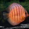 Diskusfisch ASIA-NZ, Symphysodon Discus Super Red Turquoise 2 Diskusfisch ASIA-NZ, Symphysodon Discus Super Red Turquoise -Zoofachgeschäft Diskusfisch Symphysodon aequifasciatus 19 Super red turquoise 12