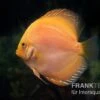 Diskusfisch ASIA-NZ, Symphysodon Discus Yellow & White Daimond -Zoofachgeschäft Diskusfisch Symphysodon aequifasciatus 20 Yellow white Diamond