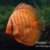 Diskusfisch ASIA-NZ, Symphysodon Discus Super Red Brown 1 Diskusfisch ASIA-NZ, Symphysodon Discus Super Red Brown -Zoofachgeschäft Diskusfisch Symphysodon aequifasciatus 24 Super red brown 10