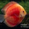 Diskusfisch ASIA-NZ, Symphysodon Discus Red Ruby -Zoofachgeschäft Diskusfisch Symphysodon aequifasciatus 27 Red Ruby 5