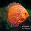 Diskusfisch ASIA-NZ, Symphysodon Discus Pigeon Snake Red Turquoise 1 Diskusfisch ASIA-NZ, Symphysodon Discus Pigeon Snake Red Turquoise -Zoofachgeschäft Diskusfisch Symphysodon aequifasciatus 29 Pigeon snake red turquoise 5