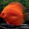 Diskusfisch ASIA-NZ, Symphysodon Discus Super Red 1 Diskusfisch ASIA-NZ, Symphysodon Discus Super Red -Zoofachgeschäft Diskusfisch Symphysodon aequifasciatus 30 Super Red 3