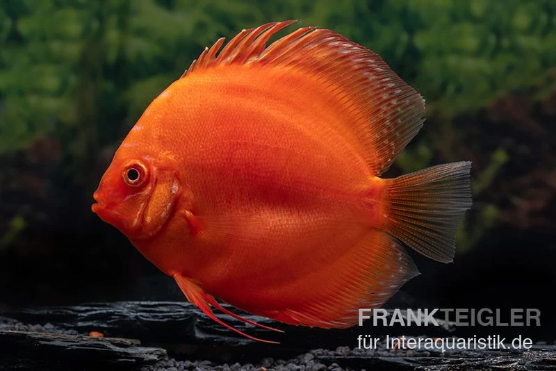 Diskusfisch ASIA-NZ, Symphysodon discus Super Red Diskusfisch ASIA-NZ, Symphysodon Discus Super Red -Zoofachgeschäft Diskusfisch Symphysodon aequifasciatus 30 Super Red 3