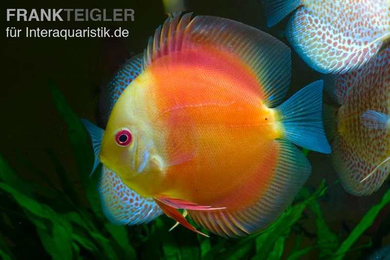 Diskusfisch ASIA-NZ, Symphysodon discus Red doll (Red melon) Diskusfisch ASIA-NZ, Symphysodon Discus Red Doll (Red Melon) -Zoofachgeschäft Diskusfisch Symphysodon discus Red Melon