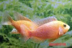 Drachenblut-Kaiserbuntbarsch, Aulonocara Spec. Dragon Blood -Zoofachgeschäft Drachenblut Kaiserbuntbarsch Aulonocara spec Dragon Blood 2 1