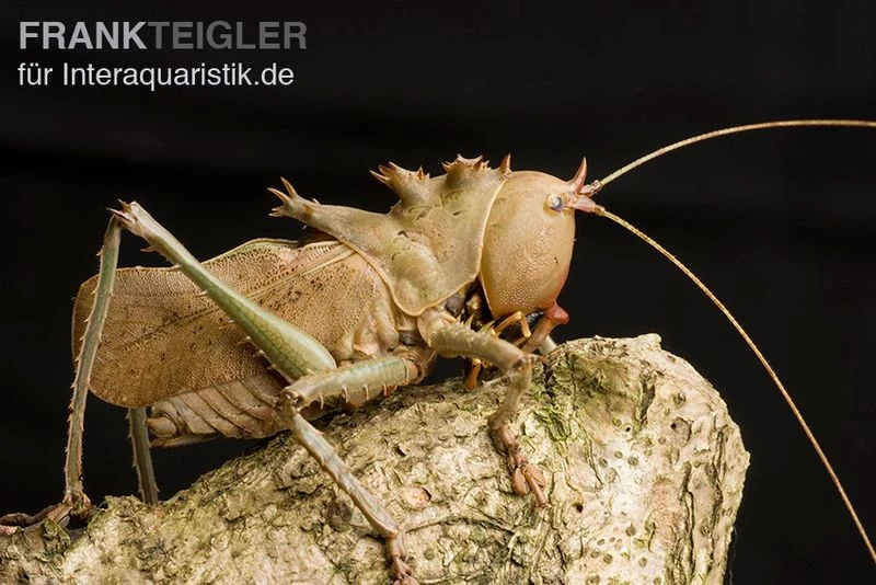 Drachenkopfschrecke, Eumegalodon spec. Drachenkopfschrecke, Eumegalodon Spec. -Zoofachgeschäft Drachenkopfschrecke Eumegalodon spec 1