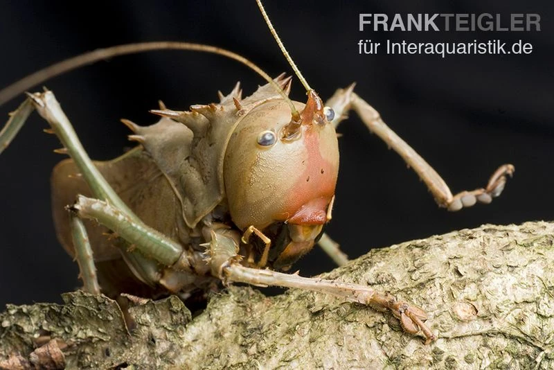 Drachenkopfschrecke, Eumegalodon spec. Drachenkopfschrecke, Eumegalodon Spec. -Zoofachgeschäft Drachenkopfschrecke Eumegalodon spec 2