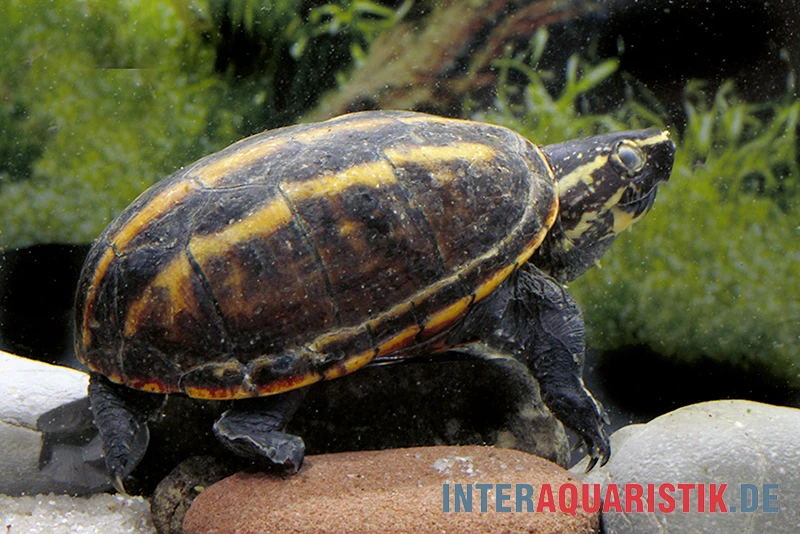 Dreistreifen-Klappschildkröte, Kinosternon baurii Dreistreifen-Klappschildkröte, Kinosternon Baurii -Zoofachgeschäft Dreistreifen Klappschildkroete Kinosternon baurii 1