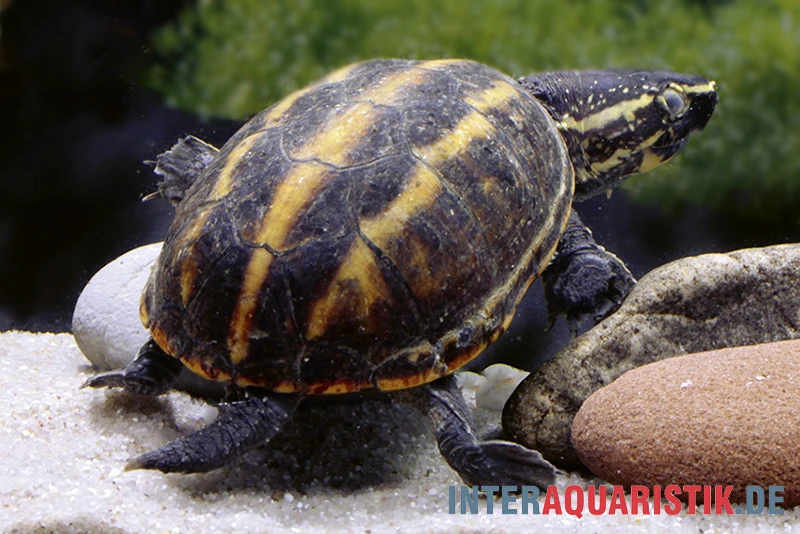 Dreistreifen-Klappschildkröte, Kinosternon baurii Dreistreifen-Klappschildkröte, Kinosternon Baurii -Zoofachgeschäft Dreistreifen Klappschildkroete Kinosternon baurii 2