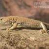 Dumérils Fransenfingereidechse, Acanthodactylus Scutellatus 2 Dumérils Fransenfingereidechse, Acanthodactylus Scutellatus -Zoofachgeschäft Dumerils Fransenfingereidechse Acanthodactylus scutellatus 1