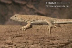 Dumérils Fransenfingereidechse, Acanthodactylus Scutellatus -Zoofachgeschäft Dumerils Fransenfingereidechse Acanthodactylus scutellatus 2