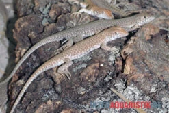 Dumérils Fransenfingereidechse, Acanthodactylus Scutellatus -Zoofachgeschäft Dumerils Fransenfingereidechse Acanthodactylus scutellatus 3