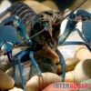 Dunkelblauer Krebs Variante I, Cherax Sp. "Blue Moon Type I" -Zoofachgeschäft Dunkelblauer Krebs Variante I Cherax sp Blue Moon Type I