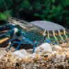 Dunkelblauer Krebs Variante II, Cherax Sp. "Blue Moon Type II" -Zoofachgeschäft Dunkelblauer Krebs Variante II Cherax sp Blue Moon Type II 1