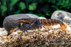 Dunkelblauer Krebs Variante III, Cherax Sp. "Blue Moon Type III" -Zoofachgeschäft Dunkelblauer Krebs Variante III Cherax sp Blue Moon Type III 4