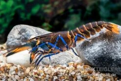 Dunkelblauer Krebs Variante III, Cherax Sp. "Blue Moon Type III" -Zoofachgeschäft Dunkelblauer Krebs Variante III Cherax sp Blue Moon Type III 5