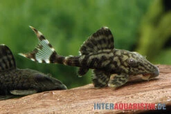 Dunkelbrauner Riesenharnischwels, Panaque Schaeferi (L 203) -Zoofachgeschäft Dunkelbrauner Riesenharnischwels Panaque schaeferi L203 L90c 1