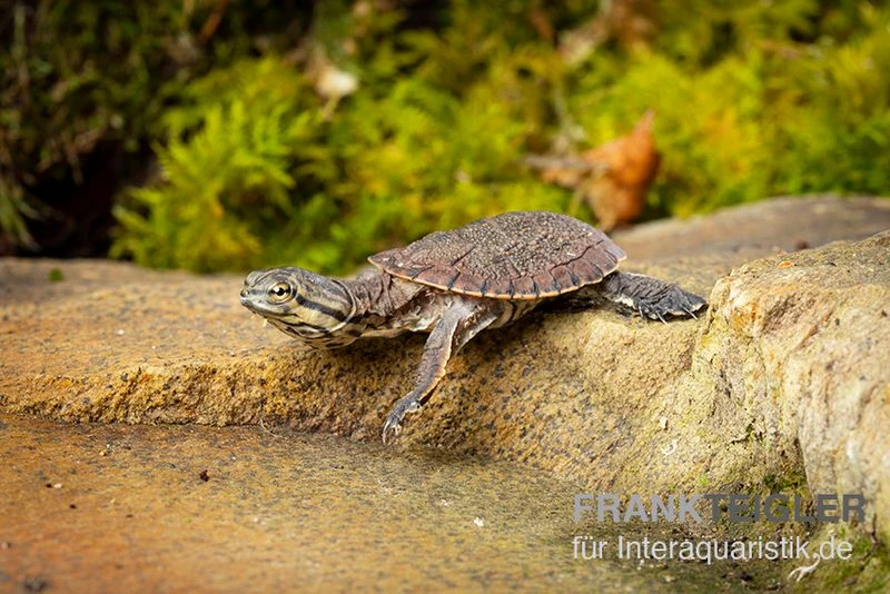 Dunkle Krötenkopfschildkröte, Phrynops geoffroanus Dunkle Krötenkopfschildkröte, Phrynops Geoffroanus -Zoofachgeschäft Dunkle Kroetenkopfschildkroete Phrynops geoffroanus